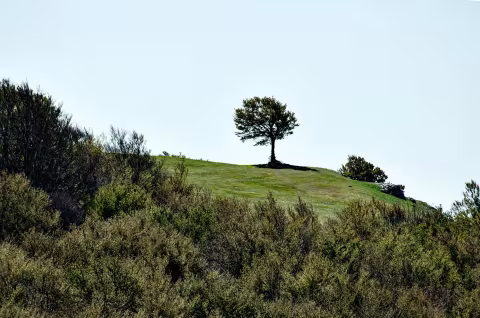 Higher ground.

There is an almost surreal calm that comes with watching the morning mist settle over these rolling green slopes. It looks less like real life and more like a scene straight out of a classic storybook. I spent hours today just tracking the