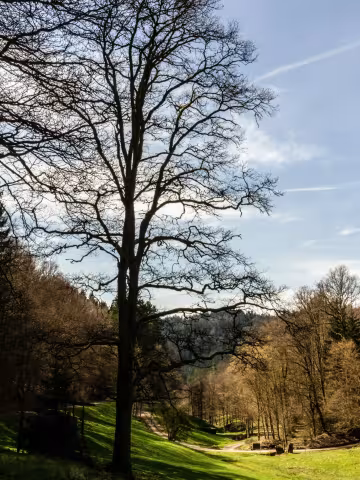 🍃 Layers of Pure Serenity
Woke up early for this view and it did not disappoint. 🌤️There is something completely magical about watching the morning fog slowly roll over the ridges, letting the first rays of sunlight hit the grass. It feels like hitting a 