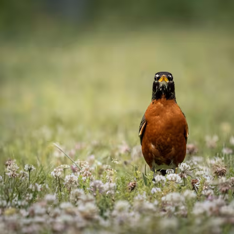 Lorem ipsum dolor sit amet, consectetur adipiscing elit. Aliquam quis metus et risus ullamcorper eleifend. In hac habitasse platea dictumst. Proin maximus consectetur mi non viverra. Nunc pulvinar fringilla consequat. Etiam at maximus dui, eu cursus quam.