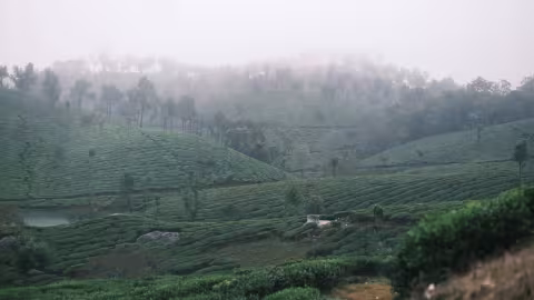 Higher ground.

There is an almost surreal calm that comes with watching the morning mist settle over these rolling green slopes. It looks less like real life and more like a scene straight out of a classic storybook. I spent hours today just tracking the